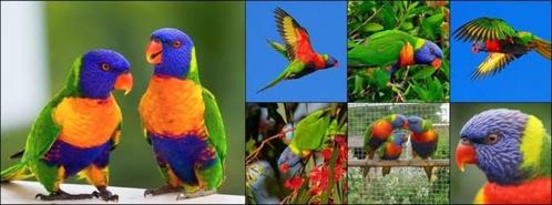 2 regenboog lori papegaaien, Dieren en Toebehoren, Vogels | Parkieten en Papegaaien, Papegaai, Meerdere dieren, Tam, Geringd