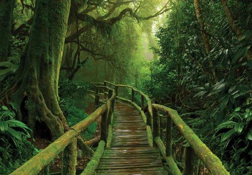Houten pad door Jungle fotobehang, regenwoud, Fotobehang4you, Huis en Inrichting, Stoffering | Behang, minder dan 10 m², Verzenden