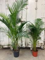 Areca Palmen beschikbaar, Huis en Inrichting, Kamerplanten, Palm, Halfschaduw, 200 cm of meer, Ophalen