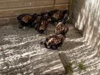 Te koop mooie haan goud dubbel gezoomd Orphington groot., Dieren en Toebehoren, Mannelijk, Kip