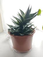 Aloë Vera Plant in Pot, Vetplant, In pot, Minder dan 100 cm, Groene kamerplant