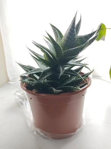 Aloë Vera Plant in Pot beschikbaar voor biedingen