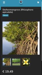 Steltenmangrove (Rhizophora apiculata), Dieren en Toebehoren, Overige typen, Zoutwatervis