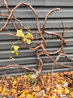 Druivenstruik van minimaal 25 jaar oud, Tuin en Terras, Ophalen of Verzenden, Overige soorten, Struik, 100 tot 250 cm
