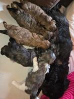 Shih Tzu pups, Dieren en Toebehoren, Honden | Chihuahua's en Gezelschapshonden, Overige rassen, 8 tot 15 weken, Meerdere, Meerdere dieren