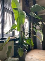 Grote kamerplant, 2 meter!, Ophalen, 200 cm of meer, Overige soorten, Halfschaduw