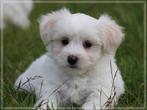 Lieve Maltezer pups., Maltezer, Nederland, 8 tot 15 weken, CDV (hondenziekte)