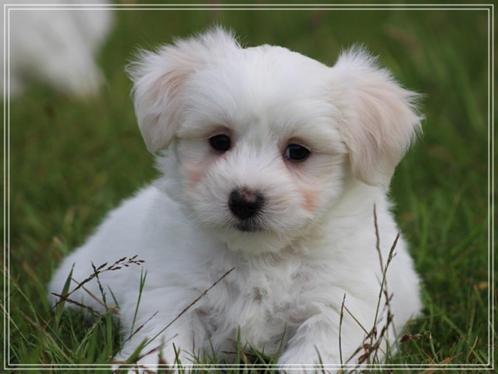 Lieve Maltezer pups., Dieren en Toebehoren, Honden | Chihuahua's en Gezelschapshonden, Meerdere dieren, Maltezer, Fokker | Professioneel