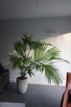 Grote Hydrocultuur Kentia Palm met grote keramieken pot, Ophalen, Palm, Minder dan 100 cm