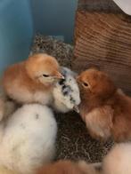 Rhode island red. (Ras zuiver)Cochin x zijdehoender Kuikens, Dieren en Toebehoren, Pluimvee, Kip