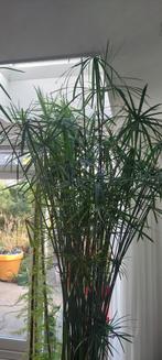 Parapluplant (Papyrus alternifolius), Huis en Inrichting, Kamerplanten, Ophalen, Halfschaduw, 200 cm of meer