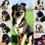 Prachtige pups. Australian shepherd x pomsky, Dieren en Toebehoren, Rabiës (hondsdolheid), 8 tot 15 weken, Meerdere, Meerdere dieren