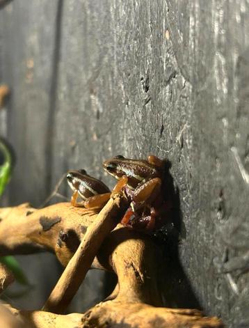 Driekleurige gifkikker / Epipedobatus tricolor beschikbaar voor biedingen