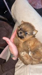 Pomchi pups, Dieren en Toebehoren, Honden | Chihuahua's en Gezelschapshonden, Parvo, Overige rassen, 8 tot 15 weken, Meerdere