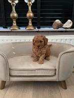 Toy x dwerg poedel pups reutjes abrikoos, Poedel, CDV (hondenziekte), 8 tot 15 weken, Meerdere