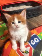 Maine Coon, Dieren en Toebehoren, Katten en Kittens | Raskatten | Langhaar, Poes, 0 tot 2 jaar