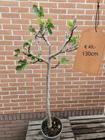 Vijgboompjes diverse maten vanaf €15 - €75 -- Vijgboom, Verzenden, Minder dan 100 cm, Vijgenboom, Lente