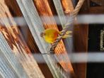 Roodbuik splendid, Meerdere dieren, Parkiet