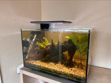 Superfish quadro 70 pro incl. CO2 beschikbaar voor biedingen