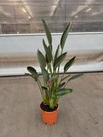 Strelitzia reginae p 24 cm h 120 cm, Huis en Inrichting, Ophalen, Halfschaduw