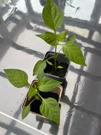 Bio, paprika & basilicum plantjes / moestuin planten, Ophalen of Verzenden, Minder dan 100 cm, Overige soorten, Zomer