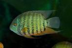 koppel heros zuid amerikaanse cichlide te koop 15cm, Dieren en Toebehoren, Vissen | Aquariumvissen, Vis, Zoetwatervis
