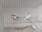 Zebravinken te koop (mannen), Dieren en Toebehoren, Vogels | Overige Vogels, Mannelijk, Tropenvogel, Geringd