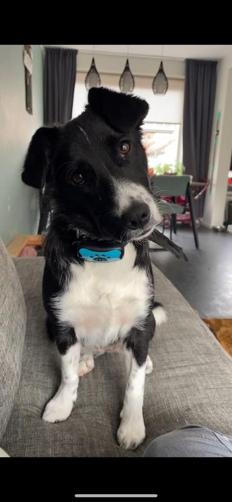 Met spoed Huisje gezocht voor lieve panda, Dieren en Toebehoren, Honden | Dekreuen, Teef, Particulier, Eén hond, Buitenland, 1 tot 2 jaar