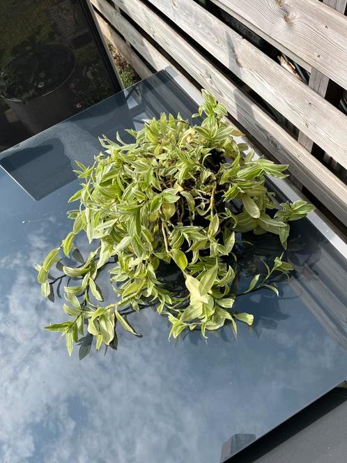 Groene hangplant Tradescantia vaderplant, Huis en Inrichting, Kamerplanten, Overige soorten, Minder dan 100 cm, Ophalen