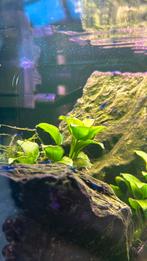 Blauwe garnalen, Kreeft, Krab of Garnaal