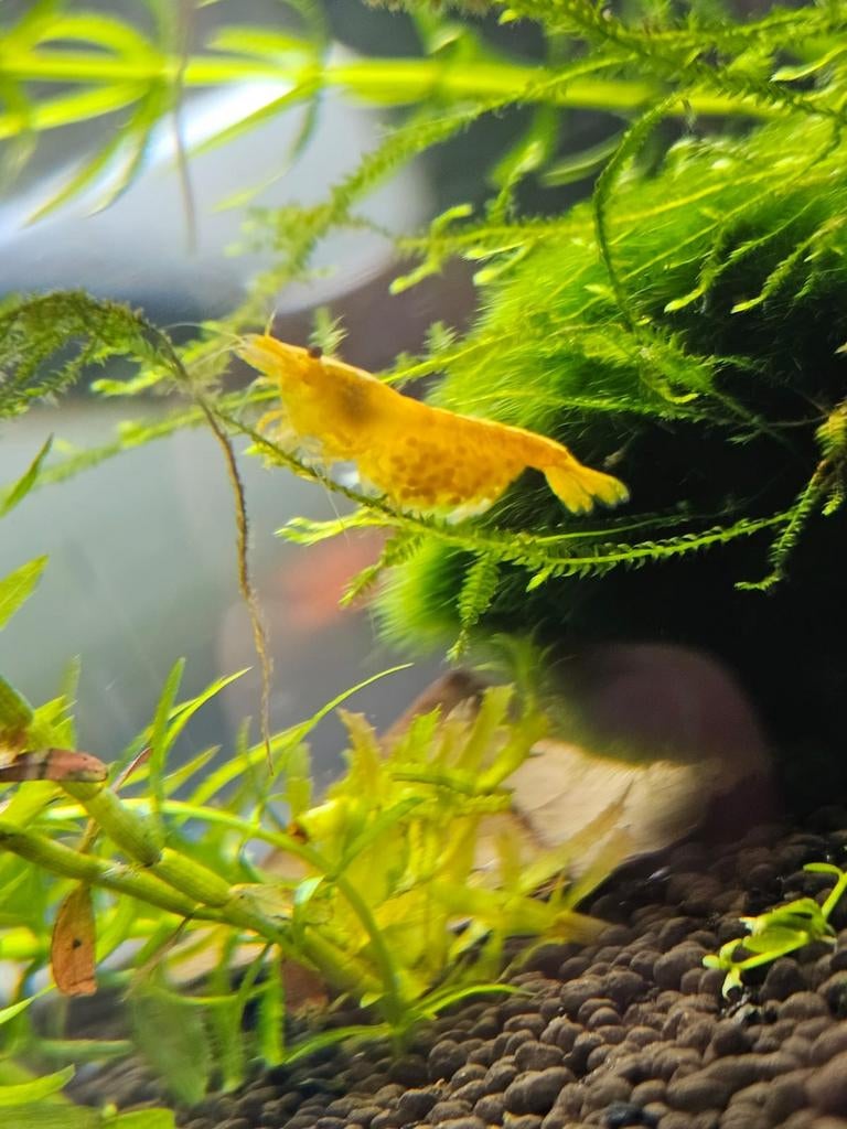 Citroengarnaal/gele garnalen/Neocaridina, Dieren en Toebehoren, Kreeft, Krab of Garnaal, Zoetwatervis