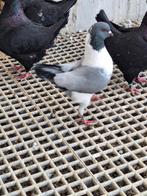 Duitse modena gazzi blauw ongeband en geband, Meerdere dieren, Overige soorten