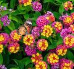 Fraaie Lantana's te koop in meerdere kleuren en maten., Volle zon, Vaste plant, Zomer, Ophalen