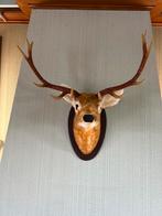 Decoratieve Elandkop (Nep) voor aan de Muur, Huis en Inrichting, Ophalen, Gebruikt