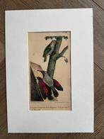 Boomklever - le grimpereau du muraille (Muur-klever) 1830, Ophalen of Verzenden