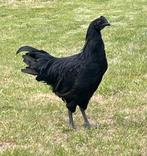 Jonge Ayam Cemani haan, Mannelijk, Kip
