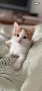 Kittens, Poes, Ontwormd, 0 tot 2 jaar