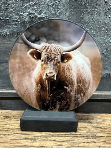 Foto op glas schaap Schotse Hooglander dieren beschikbaar voor biedingen