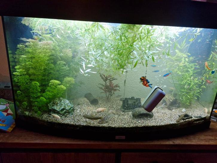 Waterplanten, Dieren en Toebehoren, Vissen | Aquaria en Toebehoren, Nieuw, Plant(en), Steen of Hout, Ophalen