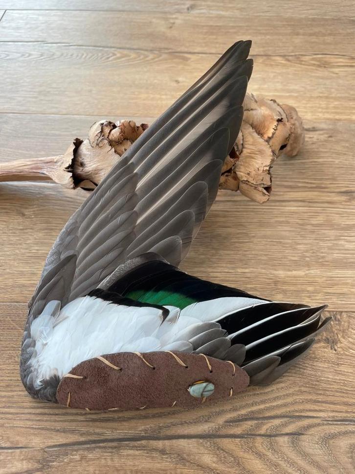 Smudge vleugel / Taxidermie / sjamanisme / opgezet, Verzamelen, Dierenverzamelingen, Nieuw, Opgezet dier, Ophalen of Verzenden