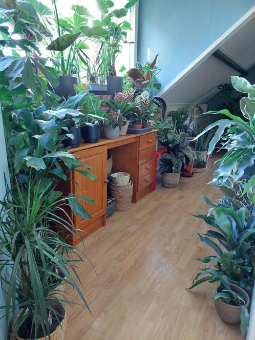 Verschillende kamerplanten - Strelitzia,Alocasia,Palm,Cactus, Huis en Inrichting, Kamerplanten, Overige soorten, Minder dan 100 cm