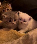 ragdoll x britse korthaar kittens, Dieren en Toebehoren, Katten en Kittens | Raskatten | Korthaar, Meerdere dieren, Ontwormd