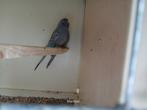 grasparkieten blackface, Meerdere dieren, Parkiet, Geringd