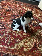 Boerenfox pups, Parvo, Overige rassen, 8 tot 15 weken, Meerdere