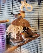 2 koppeltjes oranjekaakjes 2025., Dieren en Toebehoren, Vogels | Overige Vogels, Meerdere dieren, Tropenvogel, Geringd