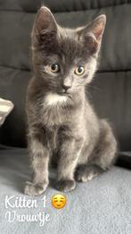 Fluffy Tuxedo Kittens, Dieren en Toebehoren, Katten en Kittens | Overige Katten, Poes, Langharig, 0 tot 2 jaar