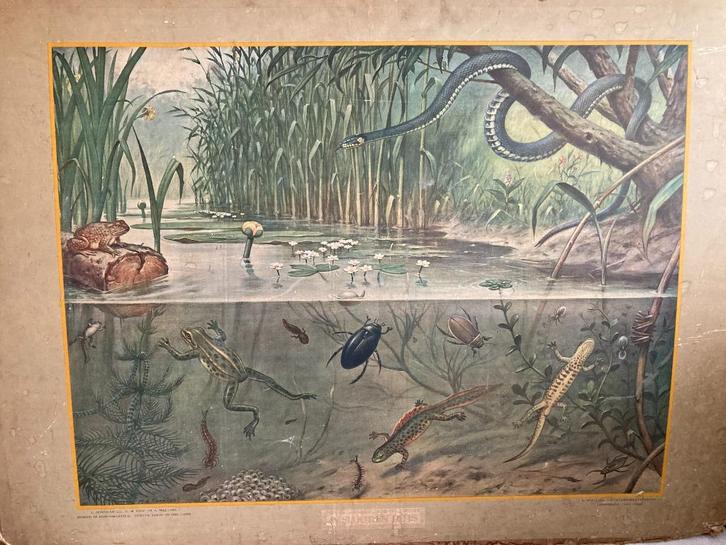 Brocante schoolplaat / In sloot en plas, Antiek en Kunst, Curiosa en Brocante, Ophalen