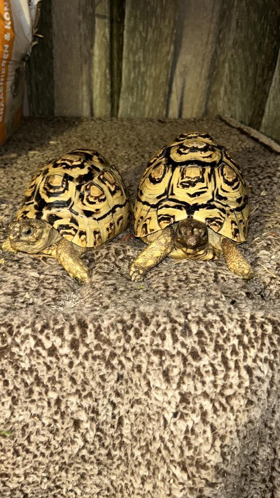 Te koop aangeboden twee paradalis landschildpadden. 4 jaar