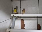 koppel citroenborst edelzangers, Meerdere dieren, Tropenvogel, Geringd