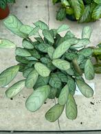 Ctenanthe Burle-Marxii Amagris - Kamerplant, Huis en Inrichting, Kamerplanten, Overige soorten, In pot, Minder dan 100 cm, Groene kamerplant